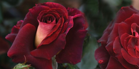 RSL Rose