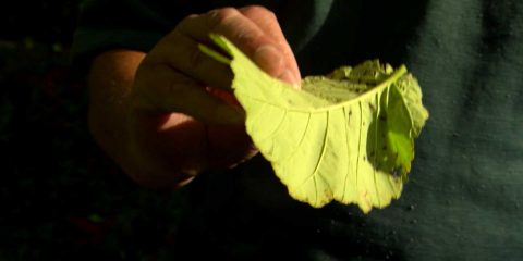 elm-leaf-beatle