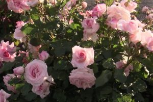 renmark-roses
