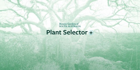 Botanic Gardens Plant Selector