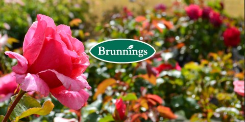 Brunnings Rose Care