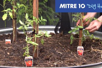 Mitre 10 DIY Staking Tomato PLant