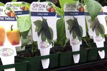 Living Colour Advanced Seedlings